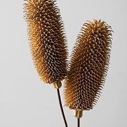 Whispering Homes Dried Dipsacus Thistle for Home & Office Decor | Brown| 2 Stems-image-71