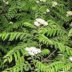 CooPany® Curry Patta Plant/Curry Leaves Herb Healthy Live Plant 2 to 4 Feet Height Plant-10