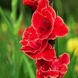 Navya germination Gladiolus Red Lily Flower Bulbs Best Pack of 5 Imported Robust Bulbs For Your Home Plant & Gardening.-image-31