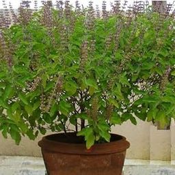 Oyeboy Original Greem Rama Tulsi Live Plant||Good For Home Outdoor Gardening Herbal Plant Tulsi Plant With Black Plastic Pot-image-69