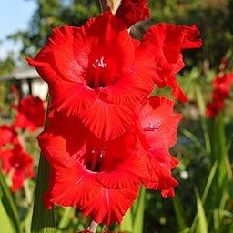 Minarvo Gladiolus Flower Bulbs | Available in 4 Color Varieties Candyman Pink, Red Ginger, White Prosperity, Red Majesty | Imported Seeds & Bulbs (Pack of 5 Bulbs,Red Majesty)-image-31