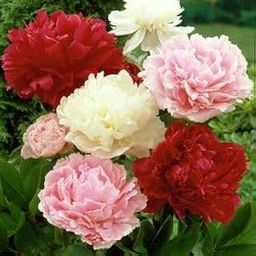 Gebdinsh Garden® Imported Peony Flower Bulbs For Gardening | Pack Of 1 Bulbs (Multicolor)-image-80