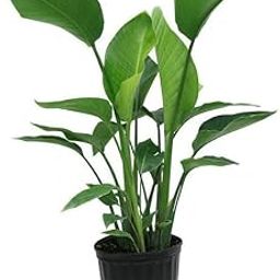 Creative Farmer Exotic White Bird Of Paradise(Strelitzia Nicolai) Real Live Plant Indoor Plants For Home, Office Decor, Flowers Garden Paradise-image-6