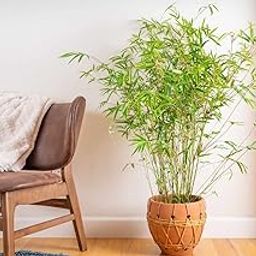 Zone Marketing Bamboo Seeds - 100 Seeds + 500g Compose Fertilizer-picture-18