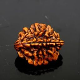 All Stone 2 Mukhi Rudraksha Original Certified Nepali Do Mukhi Rudraksha Genuine Beads 2 Mukhi Kaju Dana Rudraksha 2 Face Rudraksha दो मुखी रुद्राक्ष ओरिजिनल for Wearing Purpose-picture-15