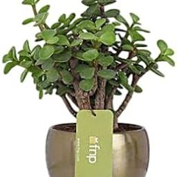 fnp Jade Plant In Golden Metal Pot P-image-10