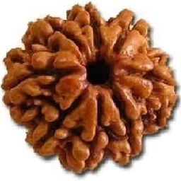 ShivTantar 8 mukhi Rudraksha Natural Bead & Certified, Astrological Eight Mukhi Rudraksha Bead/Faced Rudraksha | Positive Effect | Unisex Both for Men & Womenx03-picture-23
