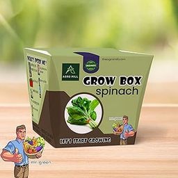 AGRO MILL Organic Spinach/PAALAK Grow Box/KIT | Includes Large Pot,Potting Mix,Seeds,Scraper Tool,Root-O-Shoot,Plant NUTRIFIER,Bug Deterrence Powder,Perfect for Home Kitchen Garden,DIY & Gifts-image-58