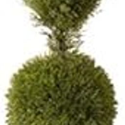 Futaba Exotic Juniper Balls Seeds-5PCs-image-90