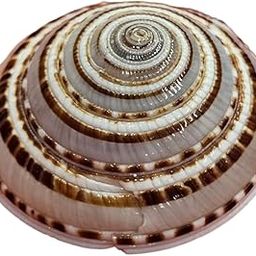 Sudarshan Chakra Conch,Chakaram,Vishnu Chakaram (Pack of 2)-image-95