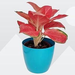 Chinese evergreen live plant, Indoor pink-reddish plant leaf pack of 1 big plant-image-7