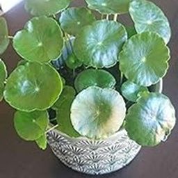 Live Coin Plant Chinese Lucky Money Plant Tree for Office Desk Balcony Terrace Garden Living Room Corner Bedroom Home Decoration Gifting Air Oxygen Purifier Study Table Hanging Pennywort Pilea-image-32