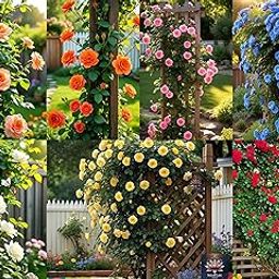 160+ SEEDS- Climbing Rose Mix Flower Seeds Pack - Hybrid, Year-Round Blooms, Minimal Care-image-50