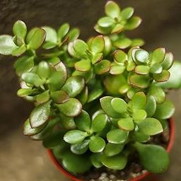 Oxiflora®Original Green Jade Crassula Lucky Bonsai Feng Shui Plant Best For Home Decorative Money Desi Jade Plant (Pot Included)-image-29
