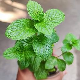 Pudina seeds organic, organic seeds for pudina (25seeds)-image-68