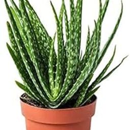 Garden Nature Care Alovera Medicinal Plant Natural Live Medicinal Plant for home and garden-picture-29