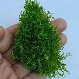 Riccia Fluitans (1 Bunch, size 3 inch)-image-42