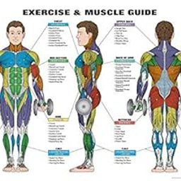 Exercise and Muscle Guide Male 2016 Copyright Algra Corporation (Multi-Color Muscles)-image-65