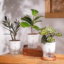 KYARI Combo of 3 -ZZ Black, Fiddle Fig & Peacock Indoor Plants for Living Room | Live Plants | Plants with Grey Self Watering Pot for Home | Air purifier plants for Home Decor-image-60
