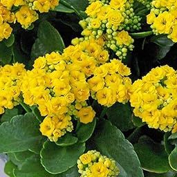 Guruji Plantation Kalanchoe Double Live Flower Plant with Beautiful Black Pot, You will Get Same Color as Shown in the Picture.(Pack of 1) (Yellow)-image-4