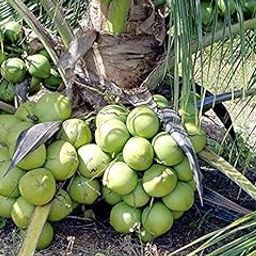 Creative Farmer Live Plant Garden Rare Coconut Green Dwarf Vietnam Tree Exotic Container (1 Live Garden Tree) (PLANT-26-COCONUT1197Bll@)-image-16