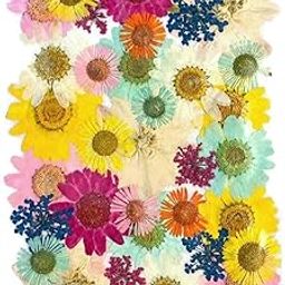 Litvibes Dried Pressed Real Flowers Colorful Natural Dried Flowers Daisies for Candles Handmade Crafts Epoxy DIY Resin Pendant Jewelry Accessories Nail Art -Multi Color-9