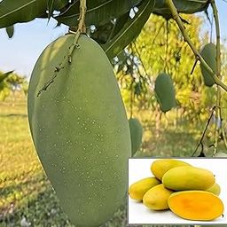 Dejestqoo Dasheri Mango Plant (Grafted Plant Height 2-3 Feet) Hybrid 1 Healthy Live Frout Plant For Home Garden Fruit After 2-3 Years Grafted Mango Tree-image-64