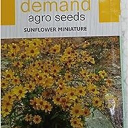 SUN FLOWER MINIATURE FLOWER SEED- PACK OF 2-image-94