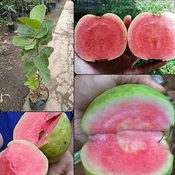 Red Diamond Guava original Grafted Plant & Tree (Pack Of 1) Hight Of The Plant 1.5-2 Feet-image-40