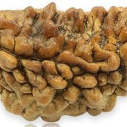 TRINETRA GEMS STONE One Face Rudraksha IGL Lab Certified Natural Nepali Beads 1 Mukhi Kajudana Rudraksha For Make Pendant काजू दाना रुद्राक्ष Turnk Beads Kajudana Rudraksha For Men-picture-49