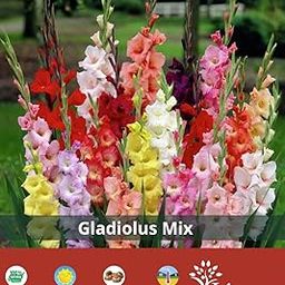 udanta Live Green | Gladiolus mix bulbs flower | for home garden | Pack of 3 bulbs, Multicolour, (BLLB0X122)-image-11