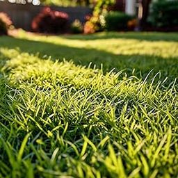 Gebdinsh Garden® Imported Zoysia Lawn Grass Seeds For Garden, Lawn & Sports Grounds | Fast Growing and Durable Zoysia Lawn Grass Seeds | Pack of 5 Gram Seeds-image-22