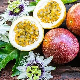 2 PASSION FRUIT VINE PLANT OUTDOOR GARDEN LIVE ORGANIC HYBRID GRAFTED HEALTHY FRUIT TREE-image-57