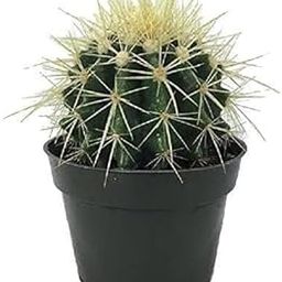 Greenursery Barrel Cactus Plant – Live Round Succulent with Spines | Drought-Tolerant, Easy-Care Desert Plant for Home & Garden (Yellow)-image-98