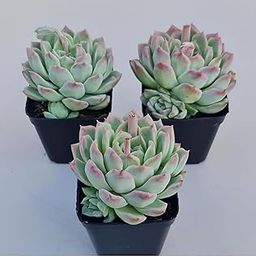Guruji Plantation Lakshmi Kamal Succulent Plant with Pot Combo, Set of 3, for Indoor Gardening-image-7