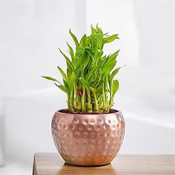Amulya Farms Live Lucky Bamboo 3 layer plant in Copper Pot | Bamboo Plants for home decoration | Indoor Plants for Home | Ideal for Living room, Balcony, Office desk & Kitchen | Lucky Vastu Plant |-image-11