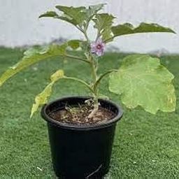 Live grafted brinjal plants, (Pack of 9)-image-33