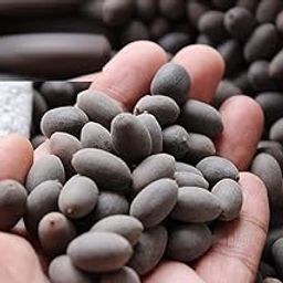 Lotus Seeds,50 Pieces, Multi-Coloured Varieties, for Water Gardens and Ponds (50, count)-image-94
