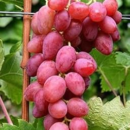 Thai Hybrid Red Seedless Grape Live Plant – Sweet Juicy Fruit Vine for Home Garden, Terrace, Balcony, Pot – High Yield Variety – 1 Healthy Plant Pack-image-92