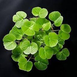 Live Aquatic Water pennywort plant, Pack of 2-image-45