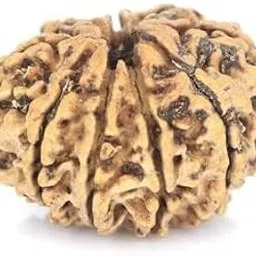 Sawan Pooja 9 Mukhi Rudraksha Original Certified Lord 9 Durga Maa No Mukhi Rudraksha Nepal Natural Nepali Beads-image-71