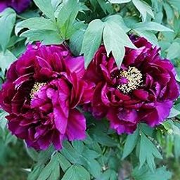 SVG® Peony imported flower bulbs for Home and Gardening Pack of 1 bulb (DARK MAGENTA)-image-39