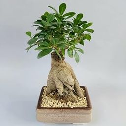 Ficus safari bonsai tree live plant (Pack of 1)-image-51