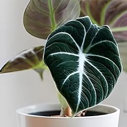 Nandini Garden Most Beautiful Alocasia Black Velvet Rare Exotic Indoor Home Decore Plant Without Pot Pack Of 1-image-2