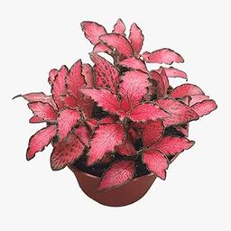 OhhSome Gardening Plant Fittonia Mini, 7 Cm Pot Brilliant Pink Leaves (Gardening Healthy Live Plant)-image-61