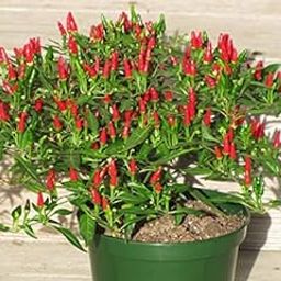 Golden Hills Farm hybrid African Bird Eye Chilli Seeds - Bird Chilli -Red Seeds All Season Gardening Seeds 50+ seeds-image-81