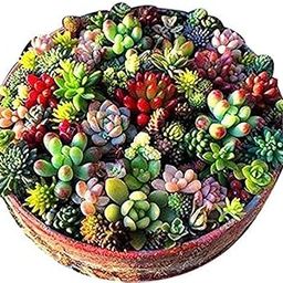 NooElec Seeds India 65 Seeds- Air Purifier All Season Succulent Cacti Cactus Seeds For Planting, Grow Year Round, Indoor/Outdoor-image-27