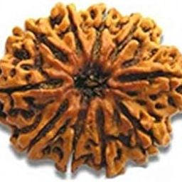 10 Mukhi Rudraksha (10 mukhi) Nepal Rudraksha by Lab Certified-24