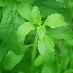 Original Sweetleaf Stevia Live Plant Suitable for Organic Garden or Pot Growing Use Healthy Green Sugar Plant Pack of 1-image-72