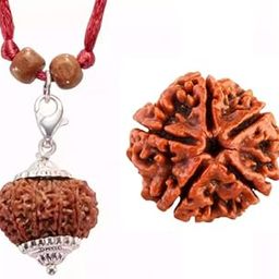Gemstone Gallery Fantastic 13 Mukhi Rudraksha Original Certified Nepali Beads 13 Face Rudraksh with Free 5 Mukhii Rudraksha Terah Mukhi Rudrakshas Thirteen Face Rudraksham for Men & Women Both-image-17